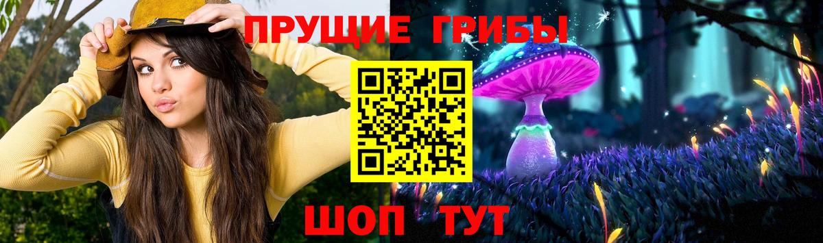 Псилоцибиновые грибы Psilocybe Черногорск